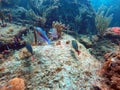 Fish swimming among coral off Pompano Beach