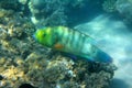 Parrot fish under water