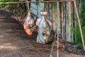 Parrot fishes sold on the road Royalty Free Stock Photo