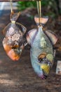 Parrot fishes sold on the road Royalty Free Stock Photo