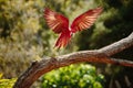 Parrot in flight at Currumbin Wildlife Park