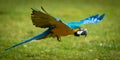 Parrot In Flight Over Grass