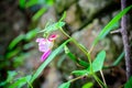 Parrot Flower Balsaminaceae, Sci. name is Impatiens psittacina Hk.f at Doi Luang Chiang Dao Royalty Free Stock Photo