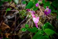 Parrot Flower Balsaminaceae, Sci. name is Impatiens psittacina Hk.f at Doi Luang Chiang Dao Royalty Free Stock Photo