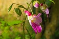 Parrot flower at Doi Luang Chiang Dao mountain Royalty Free Stock Photo