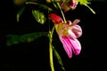 Parrot flower at Doi Luang Chiang Dao mountain Royalty Free Stock Photo