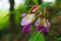 Parrot flower at Doi Luang Chiang Dao mountain Royalty Free Stock Photo