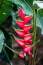 Parrot Flower -Heliconia Royalty Free Stock Photo