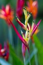 Parrot flower - heliconia Royalty Free Stock Photo