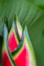 Parrot flower - heliconia Royalty Free Stock Photo