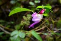 Parrot flower , Impatiens psittacina , parrot balsam Royalty Free Stock Photo