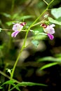 Parrot Flower Royalty Free Stock Photo