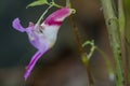 Parrot flower, rare flower Royalty Free Stock Photo