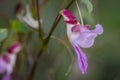 Parrot flower, rare flower Royalty Free Stock Photo