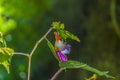 Parrot flowers or Impatiens psittacina Royalty Free Stock Photo