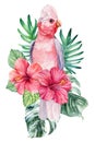 Parrot, flowers and palm leaves. Hibiscus, pink cockatoo isolated white background. Watercolor hand drawing painting Royalty Free Stock Photo
