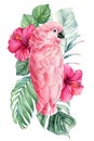 Parrot, flowers and palm leaves. Hibiscus, pink cockatoo isolated white background. Watercolor hand drawing painting Royalty Free Stock Photo