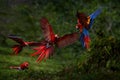 Parrot fly fight. Red macaw in the rain. Macaw parrot flying in dark green vegetation. Scarlet Macaw, Ara macao, in tropical Royalty Free Stock Photo