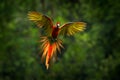 Parrot flying in dark green vegetation. Macaw rare form Ara macao x Ara ambigua, in tropical forest, Costa Rica. Red hybrid fly Royalty Free Stock Photo