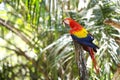 Parrot in the forest Royalty Free Stock Photo
