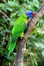 Parrot, friendly animals at the Prague Zoo.