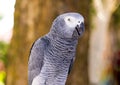 Parrot gray jaco close-up looks with suspicion on blurred background