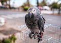The parrot grays Royalty Free Stock Photo