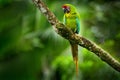 Parrot Great-Green Macaw on tree, Ara ambigua, Wild rare bird in the nature habitat, sitting on the branch in Costa Rica. Wildlife