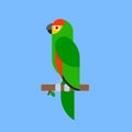 Parrot green bird breed species animal nature tropical parakeets education colorful pet vector illustration Royalty Free Stock Photo