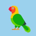 Parrot green bird breed species animal nature tropical parakeets