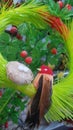 Parrot in green place with his ghosla with his tow eggs