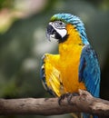 Parrot in green rainforest.