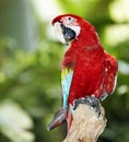 Parrot in green rainforest.