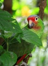 Parrot in tropical forest