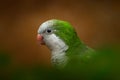 Parrot, green white detail close-up portrait. Monk parakeet, Myiopsitta monachus, in the dark forest