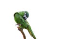 Parrot with green and yellow feathers isolated Royalty Free Stock Photo