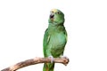 Parrot with green yellow feathers isolated Royalty Free Stock Photo