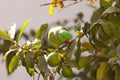 Parrot on a guava tree Royalty Free Stock Photo