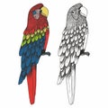 A parrot. Hand drawing. Vector illustration