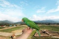 Parrot on hand ,View fields and sky.