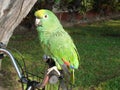 Parrot on a handlebar in San Isidro, Lima