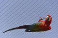 Parrot hanging from a fence Royalty Free Stock Photo