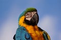 Parrot head Royalty Free Stock Photo
