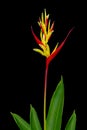 Parrot Heliconia isolated