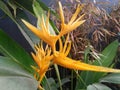 Parrot Heliconia Plant with yellow blossom. Birds of paradise flower in a garden Royalty Free Stock Photo