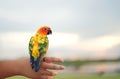 Parrot holding on little child hand : Closeup Royalty Free Stock Photo