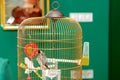 Parrot in cage at home Royalty Free Stock Photo