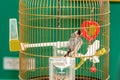 Little parrot in home cage Royalty Free Stock Photo