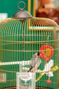 Couple of beautiful parrot at home cage. Royalty Free Stock Photo