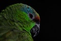 Parrot Royalty Free Stock Photo